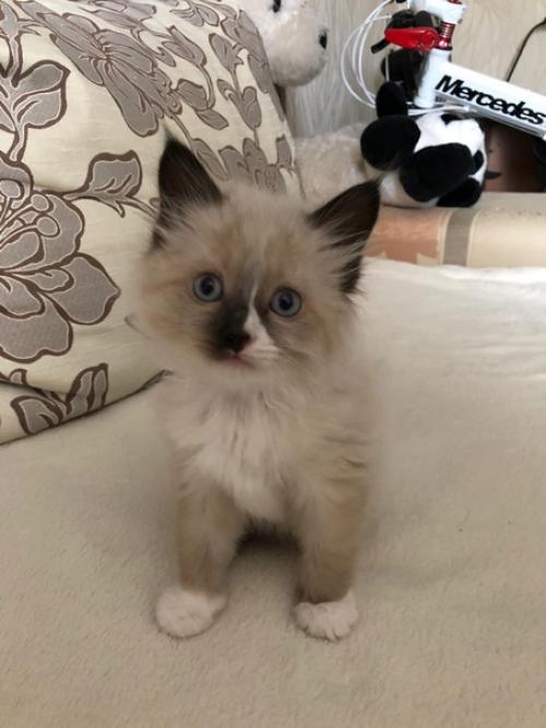 Кот Марсель или мася, но родители зовут его хитрожопый. 01