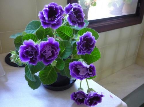 Глоксиния.  Правильный уход. 06