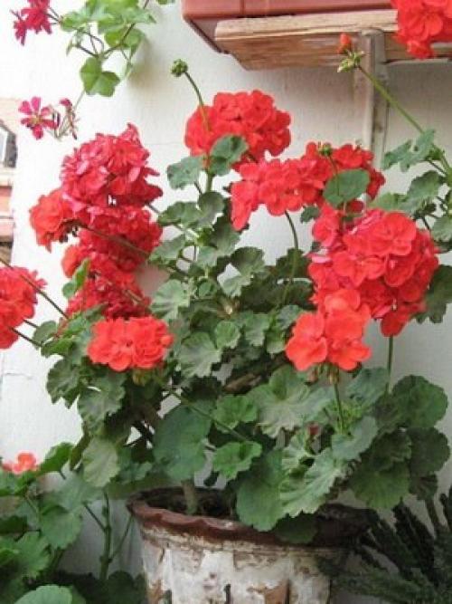 Какие цветы на подоконнике посадить. 08