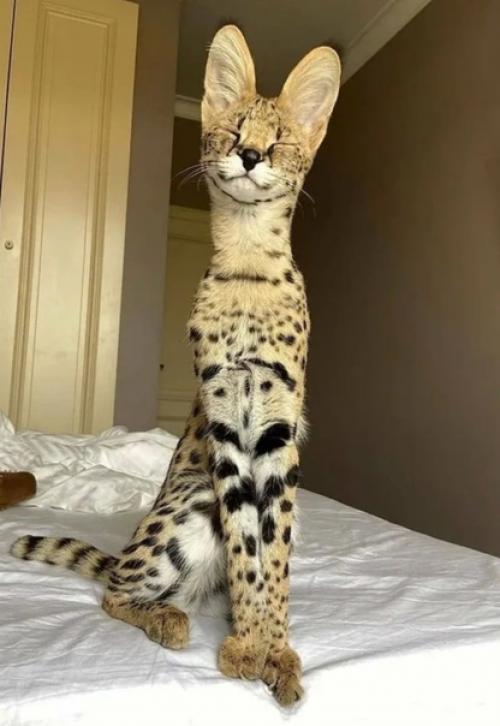 Цикл статей Породы Кошек. 04