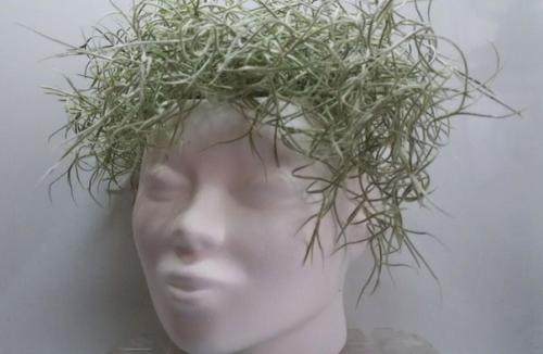 Тилландсия - кто это? 03 Тилландсия - кто это? 03