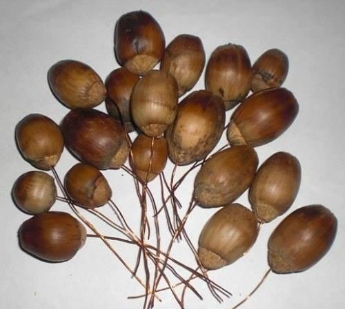 Мы делаем виноградную кисть из желудей. 04