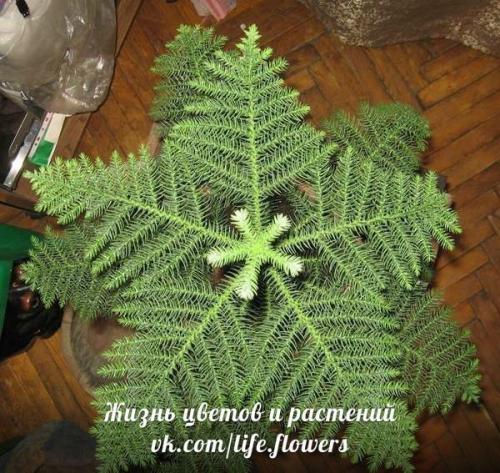 Араукария - комнатная ель. 02