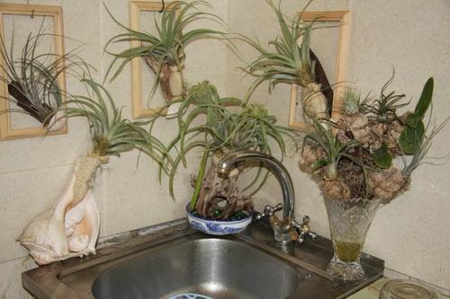 Тилландсия - кто это? 04 Тилландсия - кто это? 04