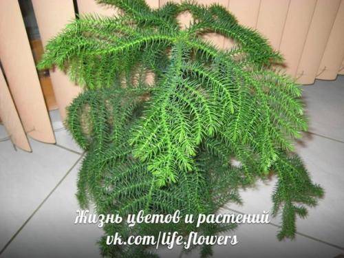 Араукария - комнатная ель. 05
