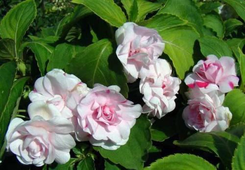 Бальзамин.   Бальзамин - это травянистое растение семейства бальзаминовых. 05