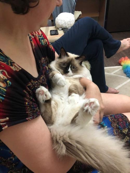 Кот Марсель или мася, но родители зовут его хитрожопый. 09