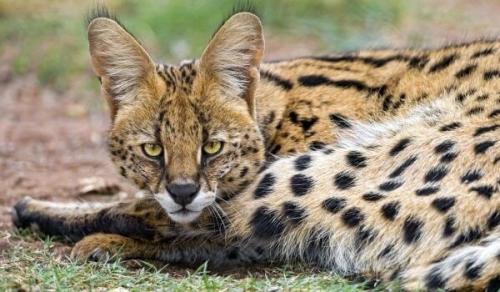 Цикл статей Породы Кошек. 01