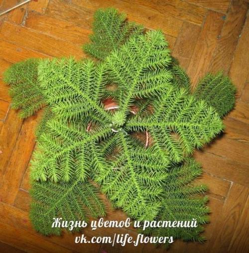 Араукария - комнатная ель.  