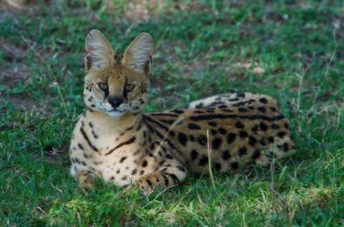 Цикл статей Породы Кошек. 07