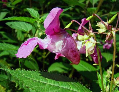 Бальзамин.   Бальзамин - это травянистое растение семейства бальзаминовых. 07