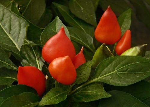 Перец декоративный?  Декоративный перец относительно неприхотлив. 03