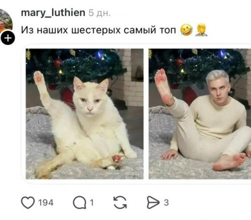 Нейросети устроили новый тренд - пользователи массово превращают своих домашних питомцев в людей. 05