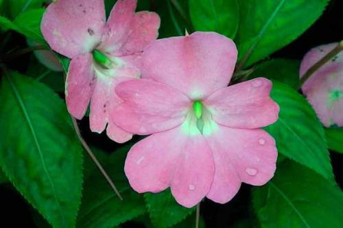 Бальзамин.   Бальзамин - это травянистое растение семейства бальзаминовых. 06