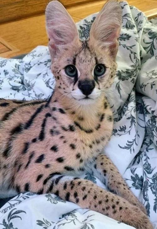 Цикл статей Породы Кошек. 06