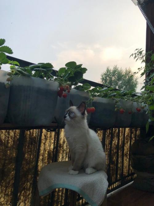 Кот Марсель или мася, но родители зовут его хитрожопый. 04