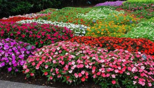 Бальзамин.   Бальзамин - это травянистое растение семейства бальзаминовых. 09