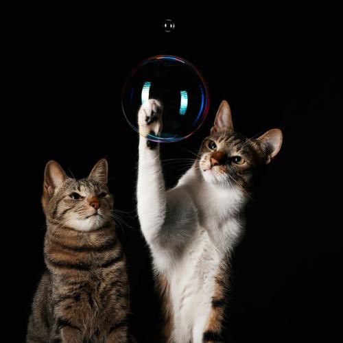 Как снимать домашних животных. 08