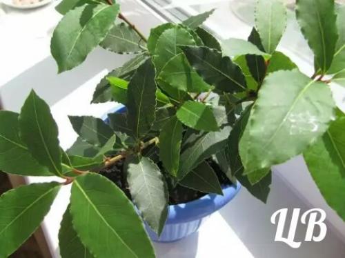 Лавр благородный?   Это растение все знают с самого детства, несмотря на то, что его корни (в прямом и переносном смысле) - из субтропиков. 04