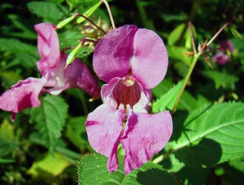 Бальзамин.   Бальзамин - это травянистое растение семейства бальзаминовых. 01