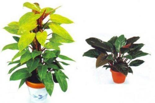 Филодендрон.  Филодендрон (Philodendron) декоративно - лиственное комнатное растение родом из субтропиков Америки. 02