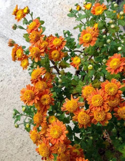 Красочные Подушки комнатных хризантем. 01