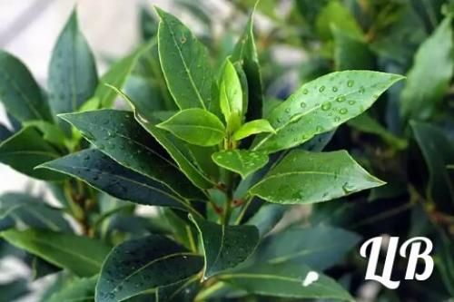 Лавр благородный?   Это растение все знают с самого детства, несмотря на то, что его корни (в прямом и переносном смысле) - из субтропиков. 05