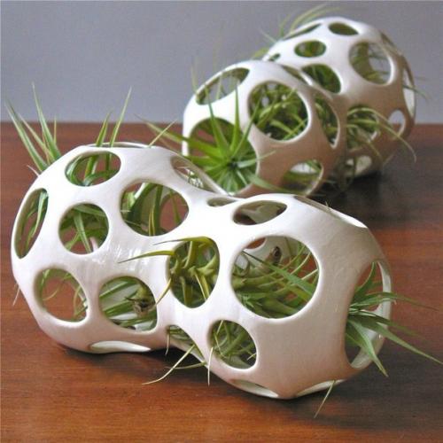 Тилландсия - кто это? 05 Тилландсия - кто это? 05