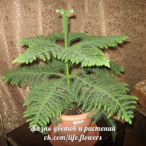 Араукария - комнатная ель. 04