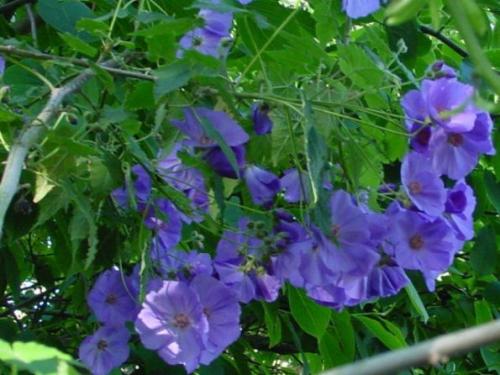 Комнатный клен абутилон. 02 Комнатный клен абутилон. 02