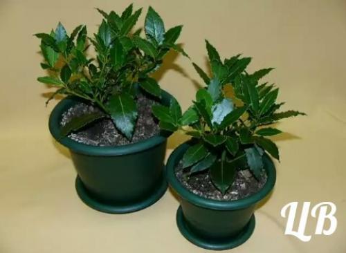 Лавр благородный?   Это растение все знают с самого детства, несмотря на то, что его корни (в прямом и переносном смысле) - из субтропиков. 03