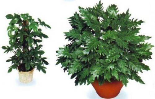 Филодендрон.  Филодендрон (Philodendron) декоративно - лиственное комнатное растение родом из субтропиков Америки. 03