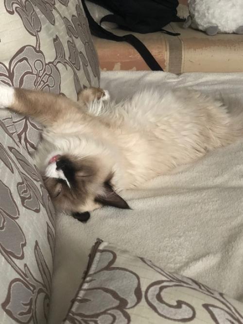 Кот Марсель или мася, но родители зовут его хитрожопый. 08