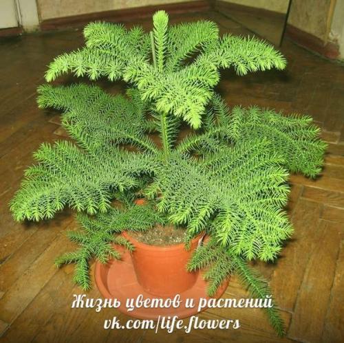 Араукария - комнатная ель. 01