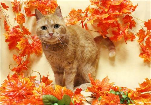 Планы на выходные: чем заняться 16-17 сентября. 05