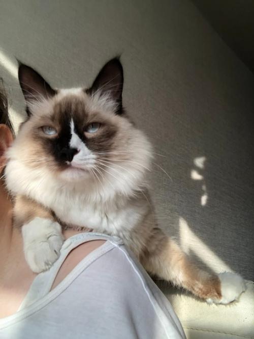 Кот Марсель или мася, но родители зовут его хитрожопый. 07