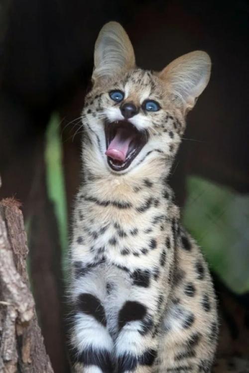 Цикл статей Породы Кошек. 02