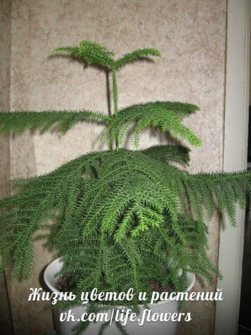 Араукария - комнатная ель. 03