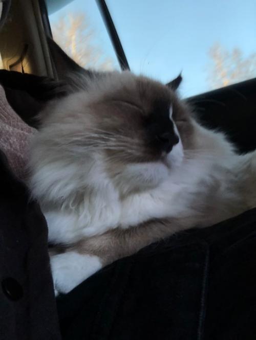 Кот Марсель или мася, но родители зовут его хитрожопый. 05