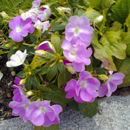 Бальзамин.   Бальзамин - это травянистое растение семейства бальзаминовых. 04