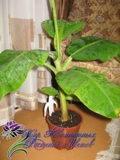 Как вырастить дома. 02