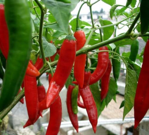 Перец декоративный?  Декоративный перец относительно неприхотлив. 01