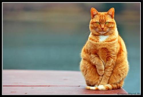 Рыжая проблема. Кот.