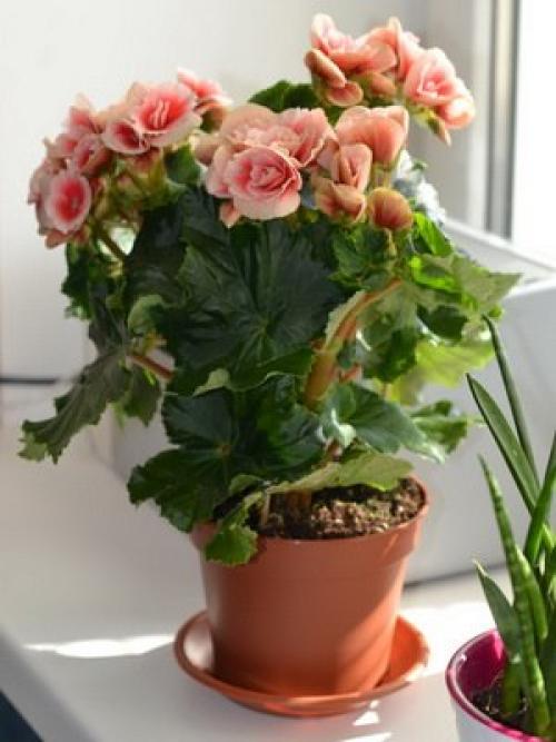 Какие цветы на подоконнике посадить. 09