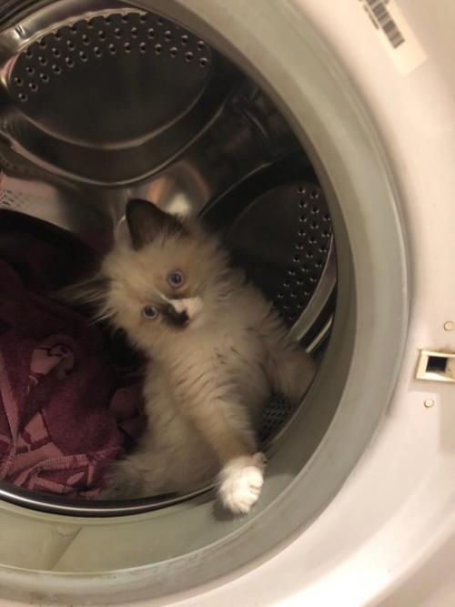 Кот Марсель или мася, но родители зовут его хитрожопый. 02