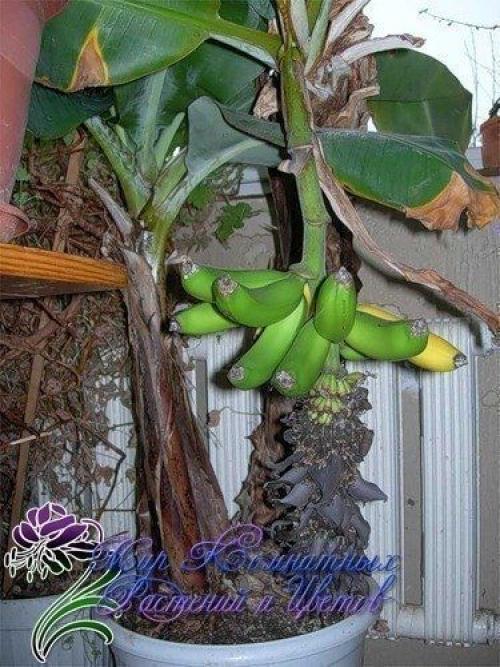 Как вырастить дома. 01