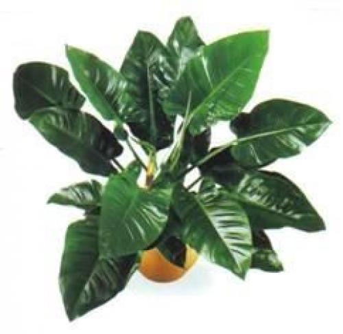 Филодендрон.  Филодендрон (Philodendron) декоративно - лиственное комнатное растение родом из субтропиков Америки. 01