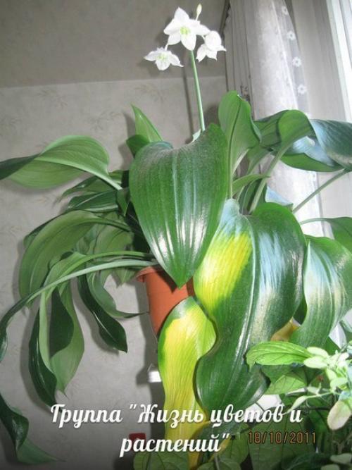 Эухарис.  Таким образом, если желтеют листья. 02