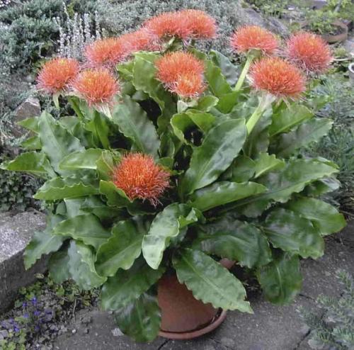 Гемантус.  Красивый, декоративный вид гемантуса- это яркое дополнение к интерьеру квартиры. 01