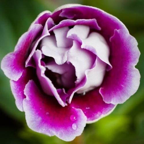 Глоксиния.  Правильный уход. 05